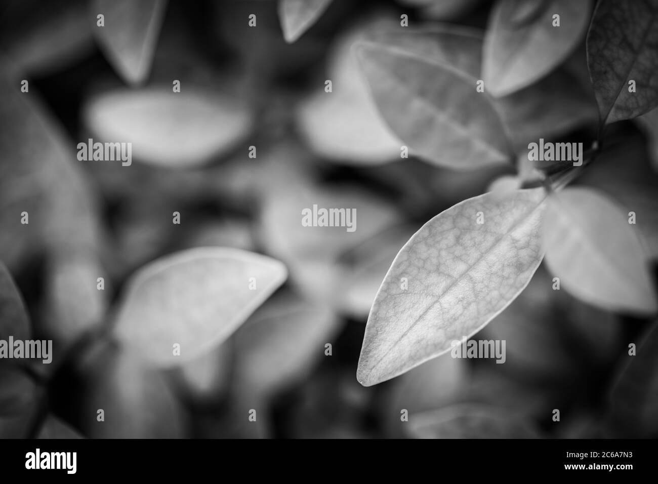 Sfondo nero. Sfondo da autunno caduta foglie closeup. Foto in bianco e nero. Bianco e nero artistico Foto Stock