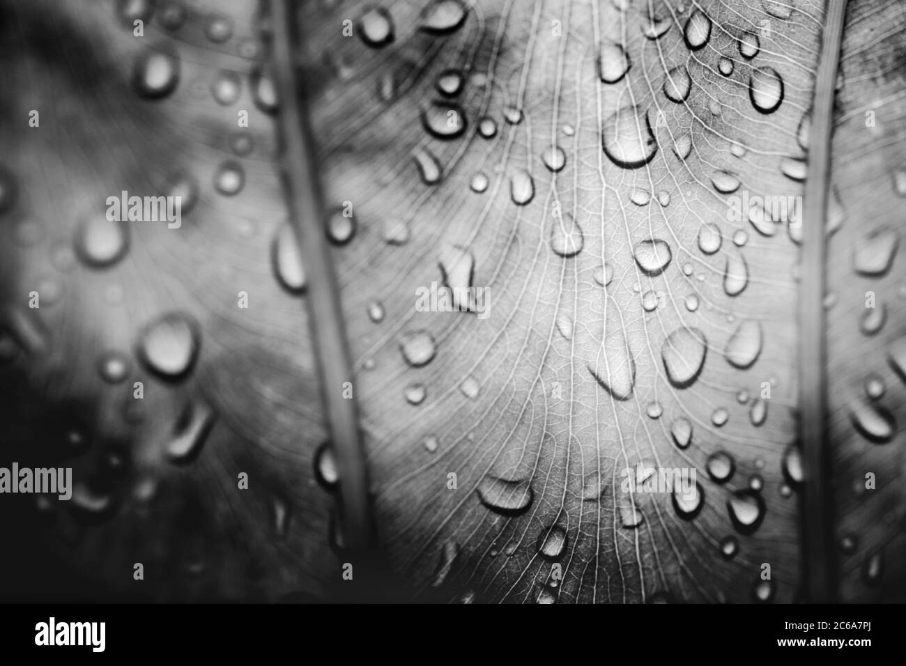 Bella foglia astratta con gocce d'acqua. Sfondo artistico in bianco e nero Foto Stock