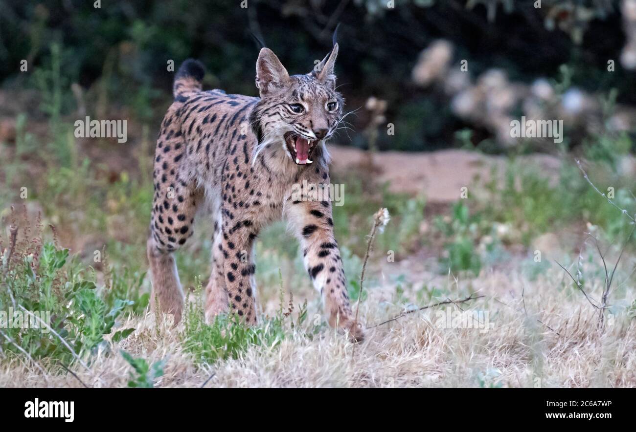 Lince iberica adulta (Lynx pardinus) ad Andujar in Spagna. Camminando attraverso il suo habitat. Foto Stock