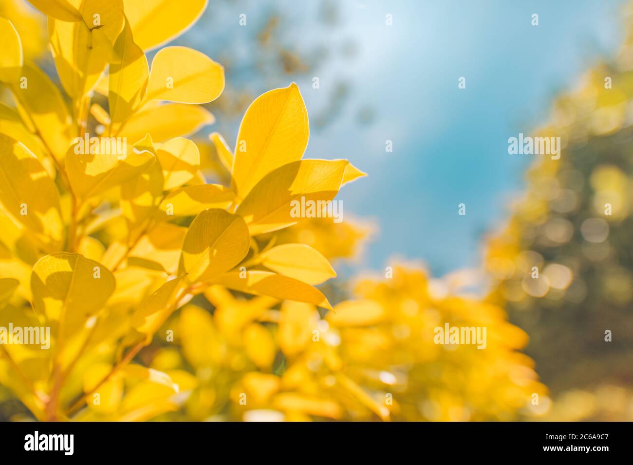 In autunno il faggio foglie decorare una bella natura sfondo bokeh di fondo con la foresta terreno, ampio formato panorama Foto Stock