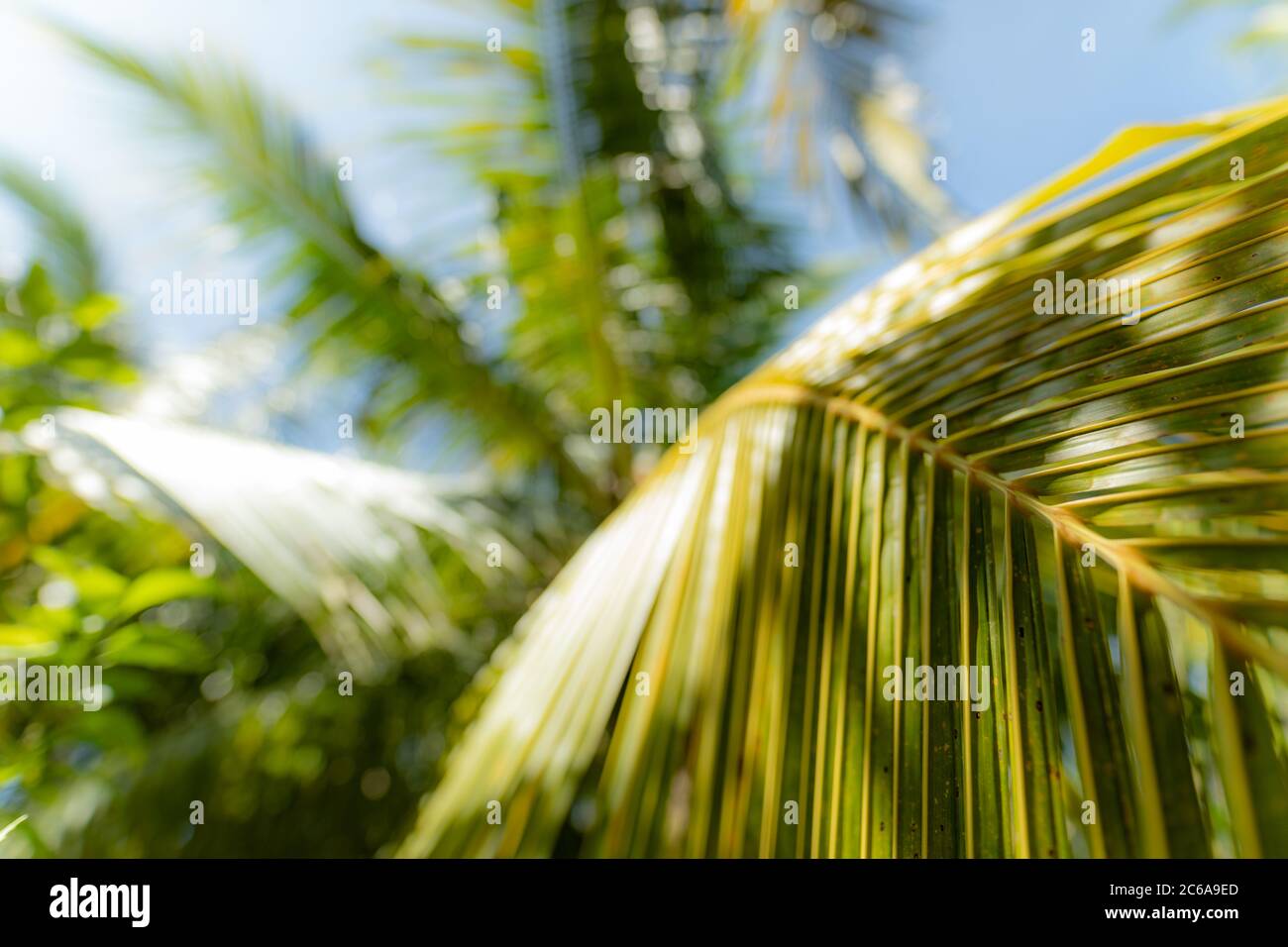Esotico motivo verde natura, giungla tropicale palma fogliame, colore verde scuro, luce solare astratta Foto Stock