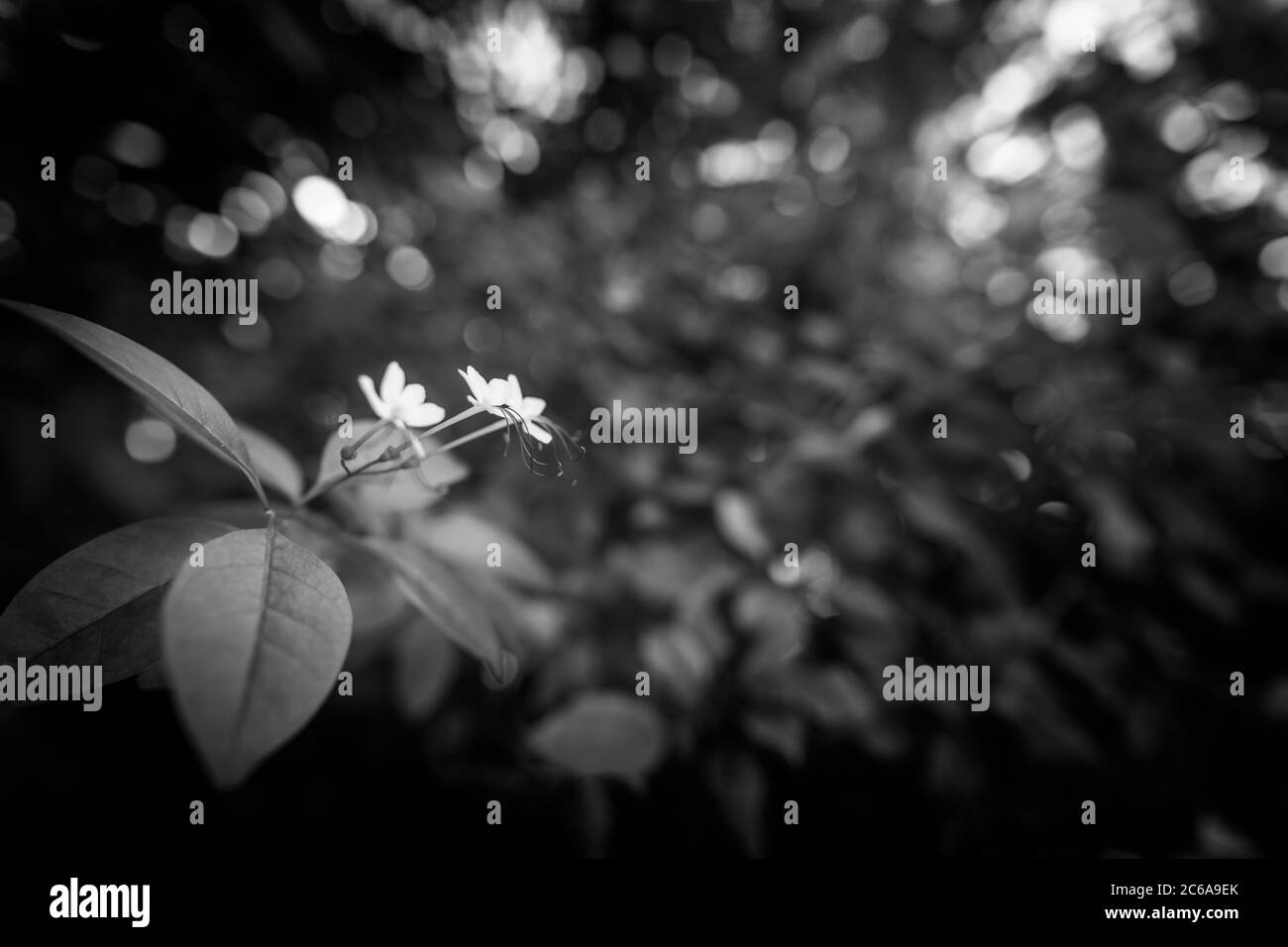 Fiore frangipani morbido (nome scientifico Plumeria) su un ramo di albero  su sfondo naturale. Concetto per biglietto di auguri o negozio di fiori web  banner design Foto stock - Alamy
