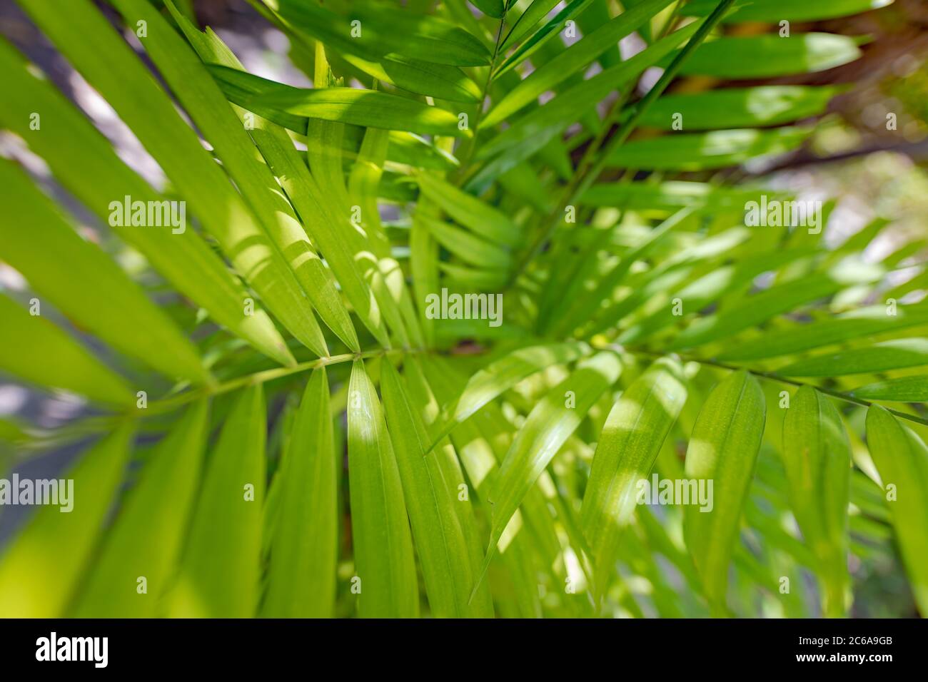 Esotico motivo verde natura, giungla tropicale palma fogliame, colore verde scuro, luce solare astratta Foto Stock