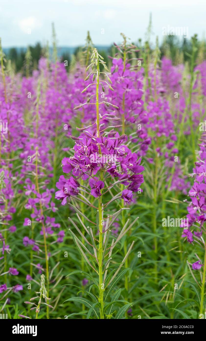 Epilobium è un alto, a volte più alto dell'altezza umana, pianta erbacea. Fiori di Epilobium rosa erbaceo Foto Stock