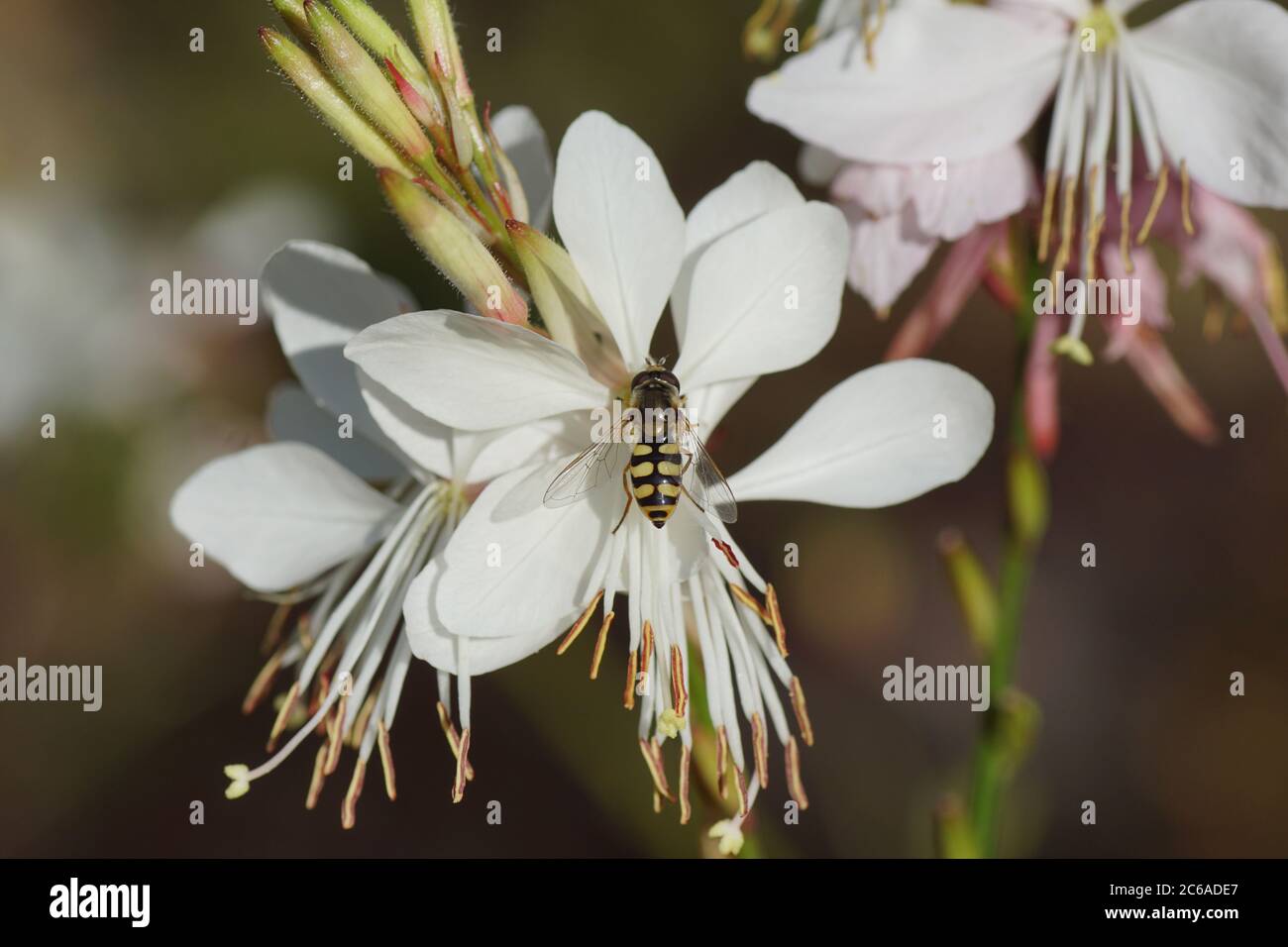 Hoverfly femmina Eupeodes corollae, famiglia Syrphidae su un fiore di Gaura bianca (Gaura lindheimer), famiglia Onagraceae. Luglio, in un giardino olandese Foto Stock