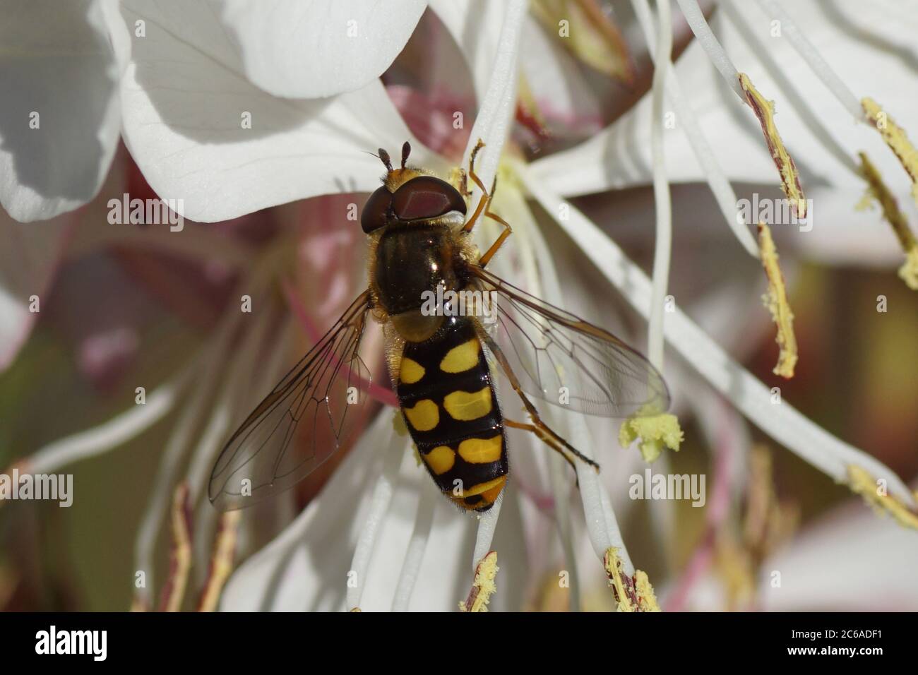 Hoverfly maschio Eupeodes luniger, famiglia Syrphidae su un fiore di Gaura bianca (Gaura lindheimer), famiglia Onagraceae. Giugno, in un giardino olandese. Foto Stock