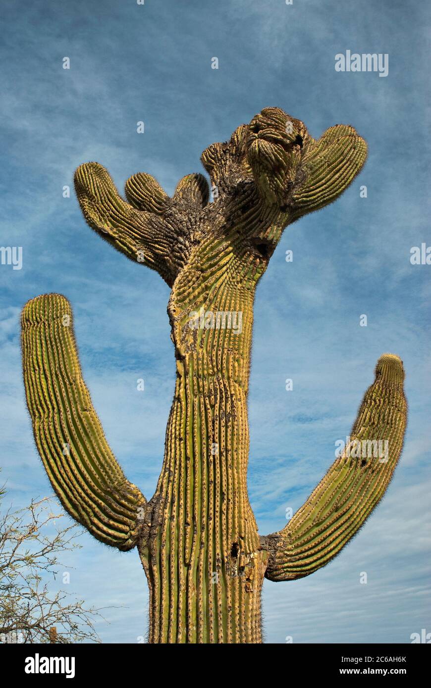 Crested (cristata) saguaro al Centro minerario Asarco vicino a Tucson, Arizona, Stati Uniti Foto Stock