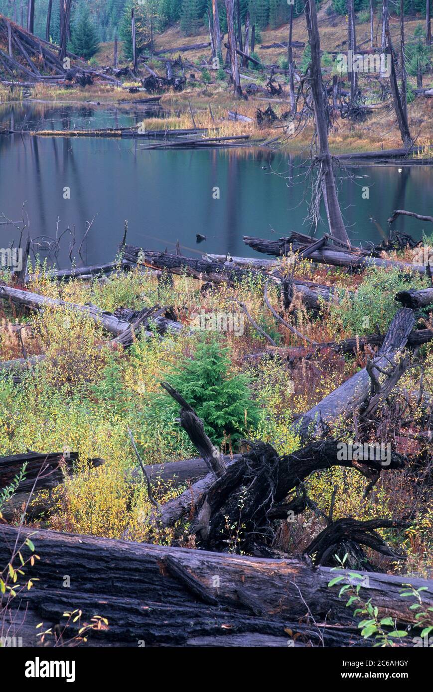 Ryan Lake (nella zona di esplosione di Mt St Helens), Gifford Pinchot National Forest, Washington Foto Stock