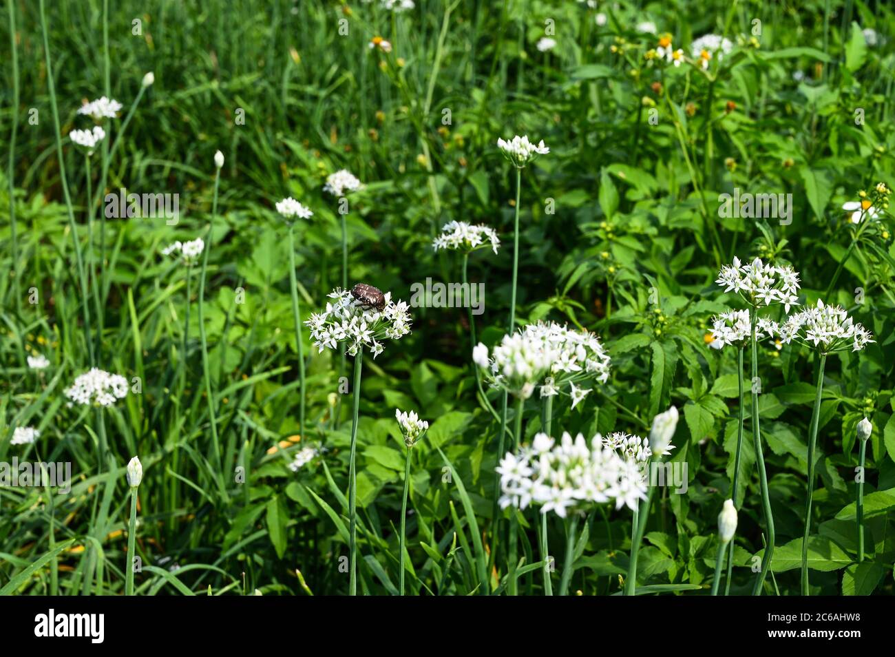 Scarabaeidae parcheggiato su fiore di erba cipollina cinese. Foto Stock