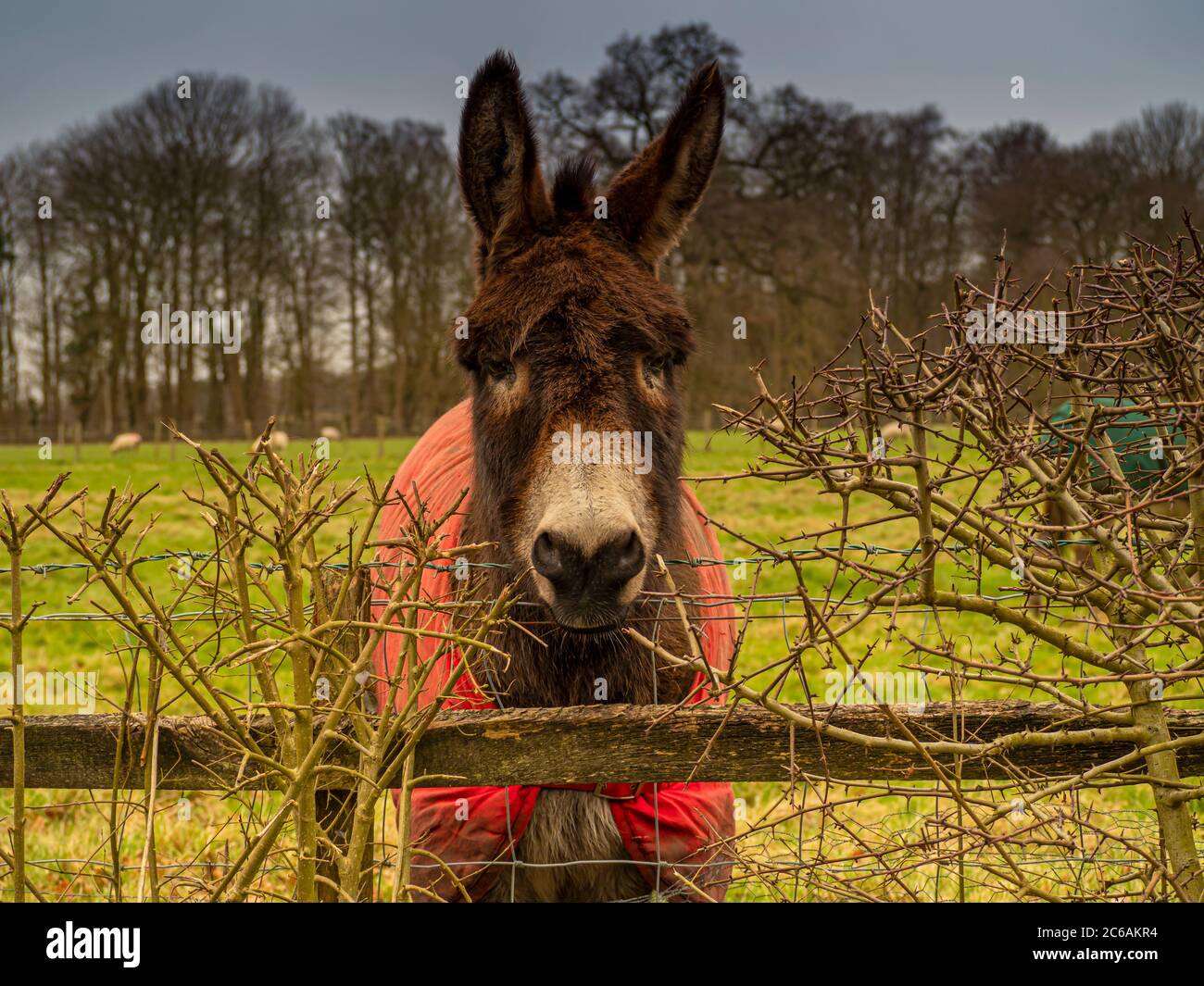 Adorabile asino con una coperta rossa e guardando verso la telecamera sopra una recinzione di legno Foto Stock