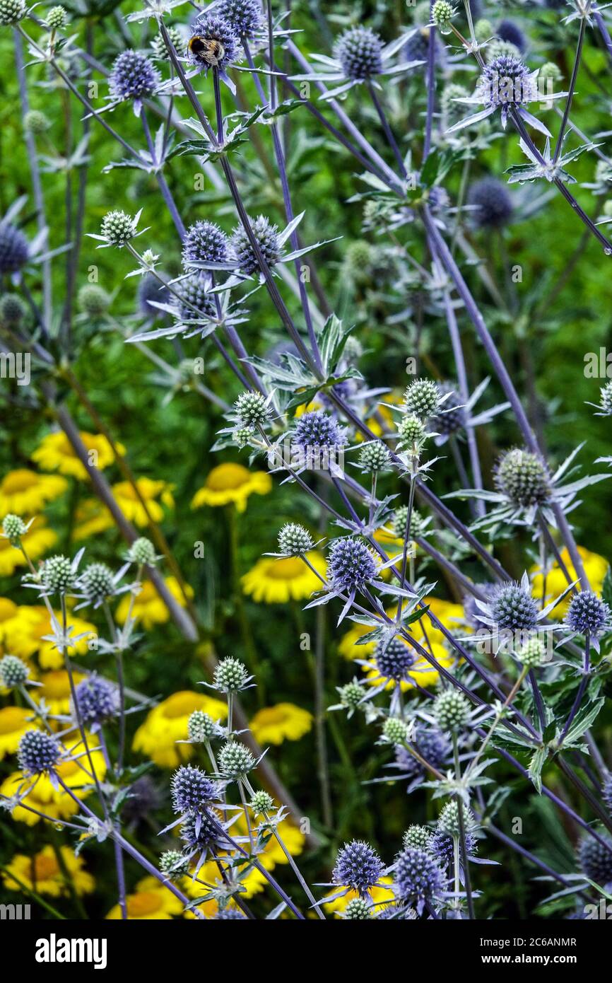 Eryngium caeruleum Anthemis tinctoria Foto Stock