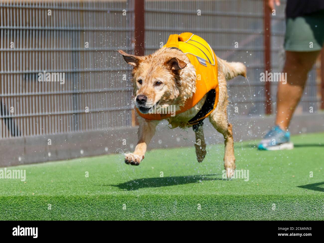 Cane a tre zampe circa per saltare fuori da un molo in un cane attracco immersione Foto Stock