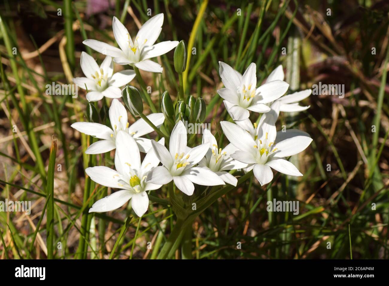 Fiori di Ornitogalum, Stella di Betlemme della famiglia Asparagaceae nel giardino. Primavera, Bergen, Olanda aprile Foto Stock
