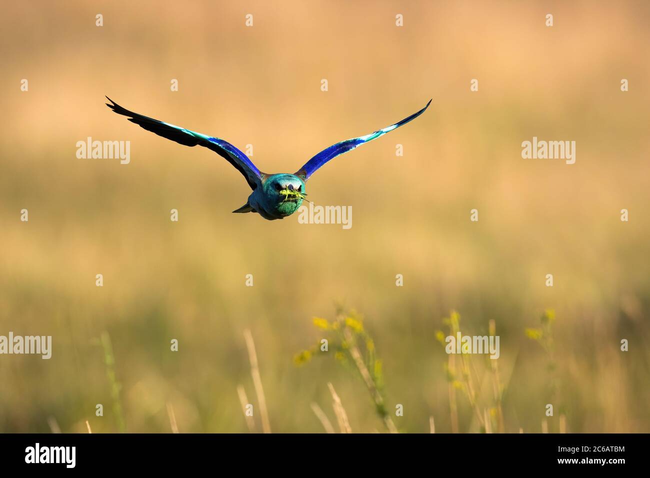 Colorato rullo europeo che sorvola il campo in estate. Foto Stock