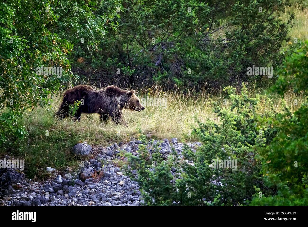 Orso marsicano, specie protetta tipica dell'Italia centrale. Un orso femminile si muove tra la vegetazione nel suo habitat naturale, nella regione abruzzese di Foto Stock