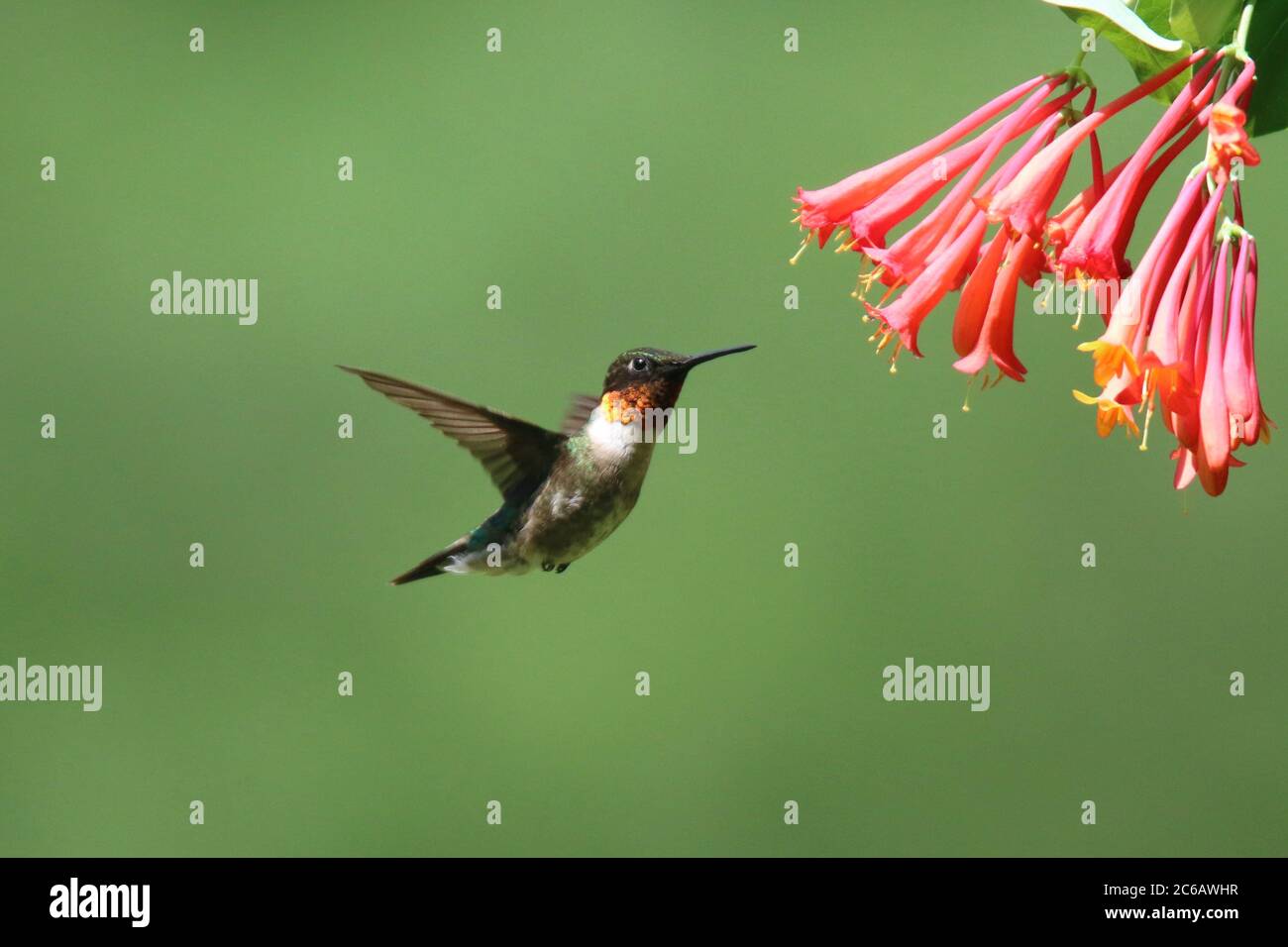 Maschio Ruby ha tirato Hummingbird Archilochus colubris visitando Honeysuckle fiori per nutrirsi in estate Foto Stock