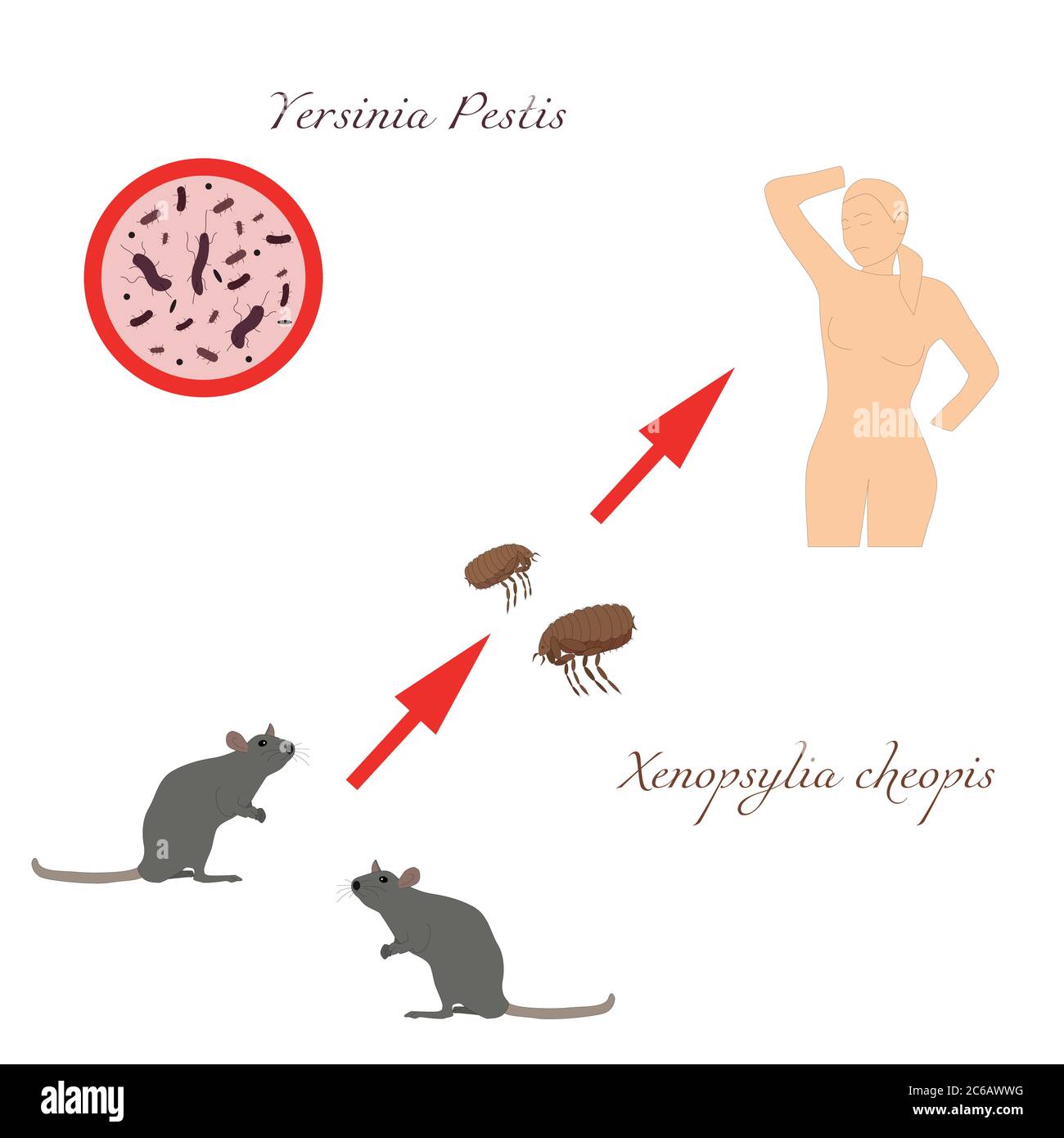 Peste bubbonica. Il percorso dell'infezione è una malattia pericolosa. Illustrazione vettoriale. Contorno su uno sfondo bianco isolato. Schema di infezione con Illustrazione Vettoriale