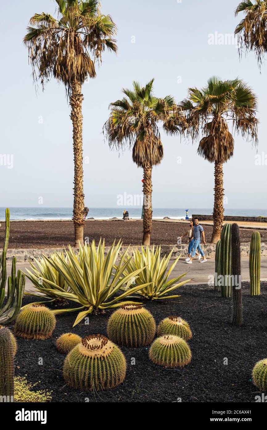 Piante di Cactus in un giardino lungo il lungomare, Playa de Las Americas, Tenerife, Isole Canarie, Spagna Foto Stock