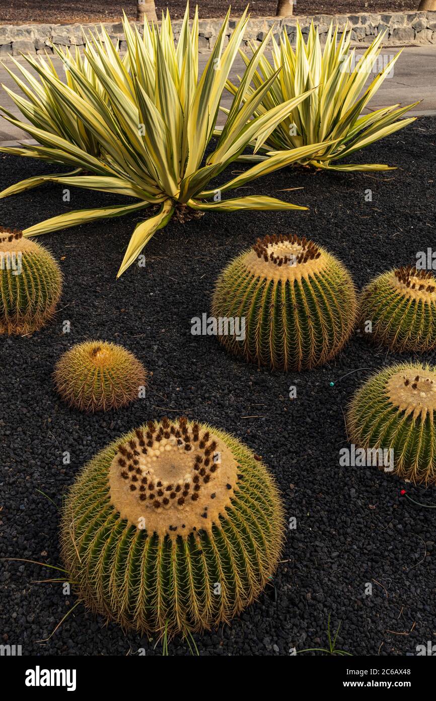 Piante di Cactus in un giardino lungo il lungomare, Playa de Las Americas,  Tenerife, Isole Canarie, Spagna Foto stock - Alamy