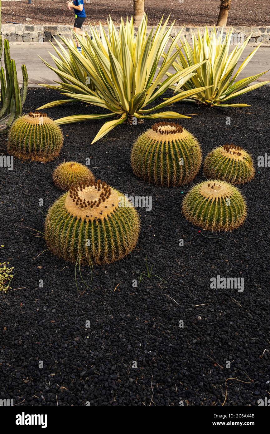 Piante di Cactus in un giardino lungo il lungomare, Playa de Las Americas, Tenerife, Isole Canarie, Spagna Foto Stock