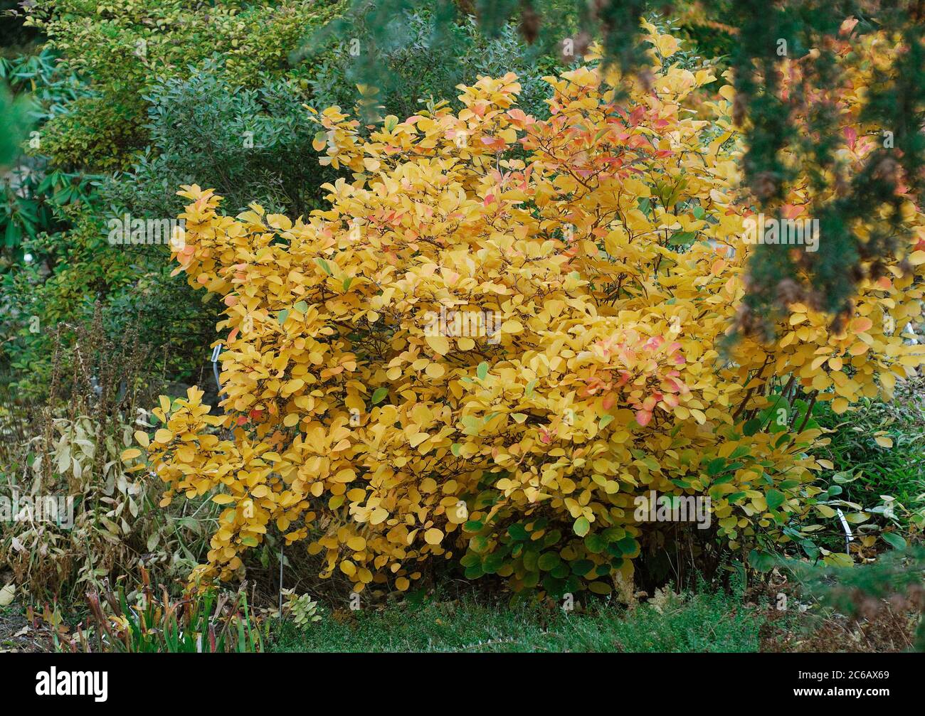 Fothergilla gardenii Foto Stock