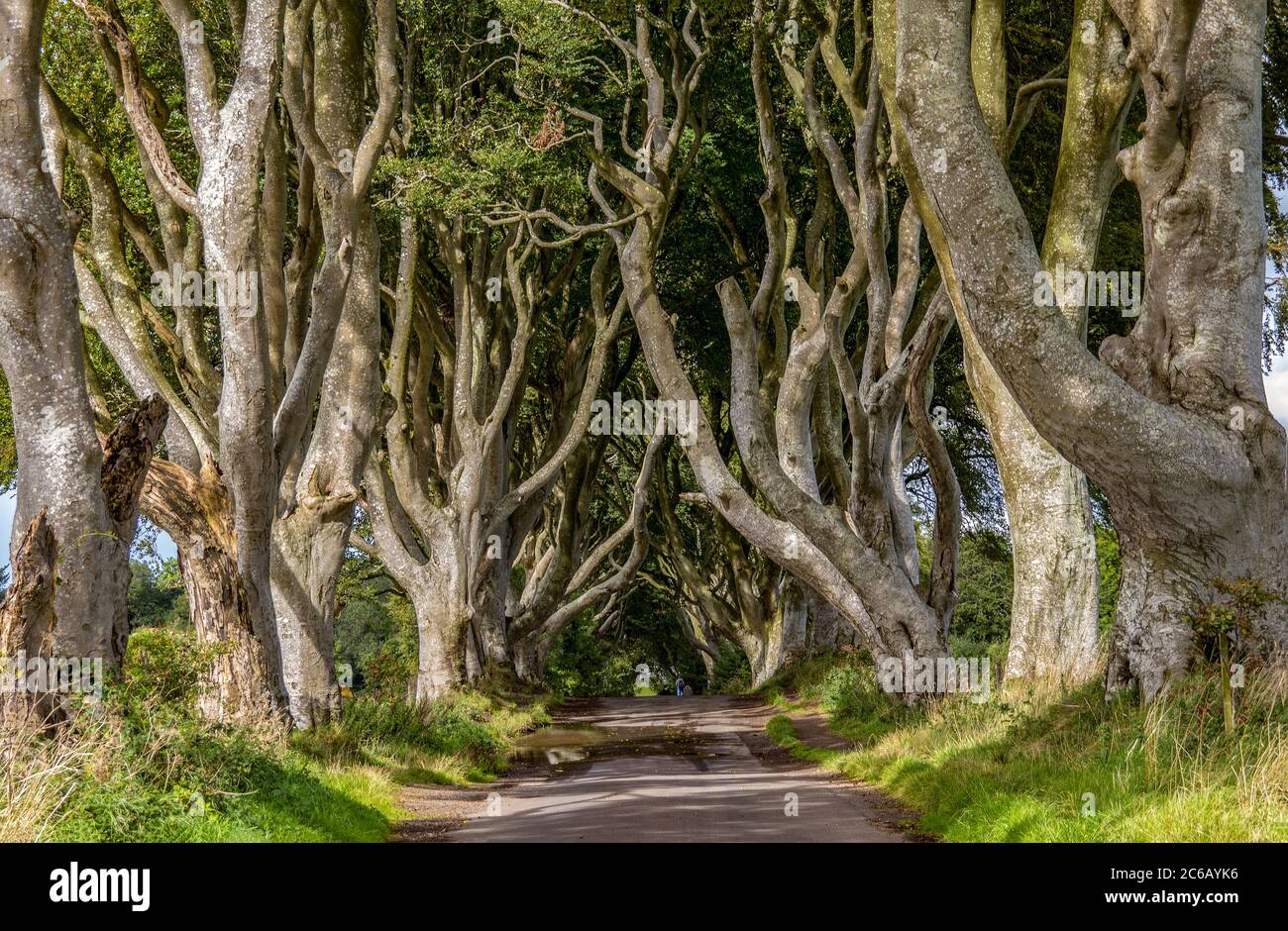 Dark Hedges - la famosa strada con l'atmosfera misteriosa, Irlanda del Nord Foto Stock