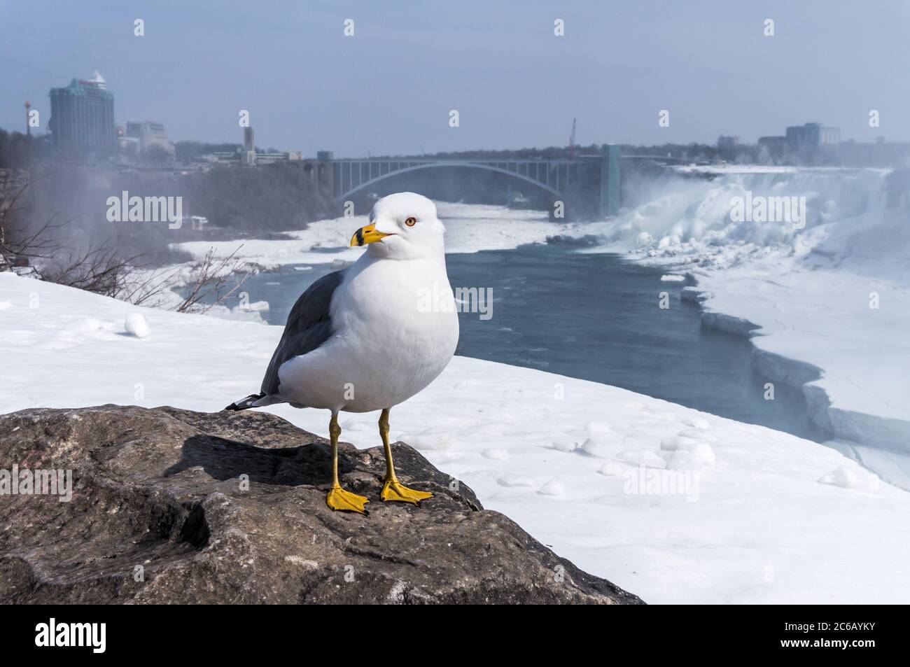 Seagull seduto di fronte alle cascate del Niagara ghiacciate Foto Stock