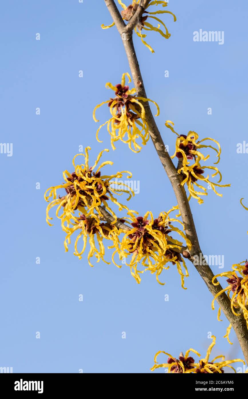 Hybrid-Zaubernuss Hamamelis × intermedia Brandes Foto Stock