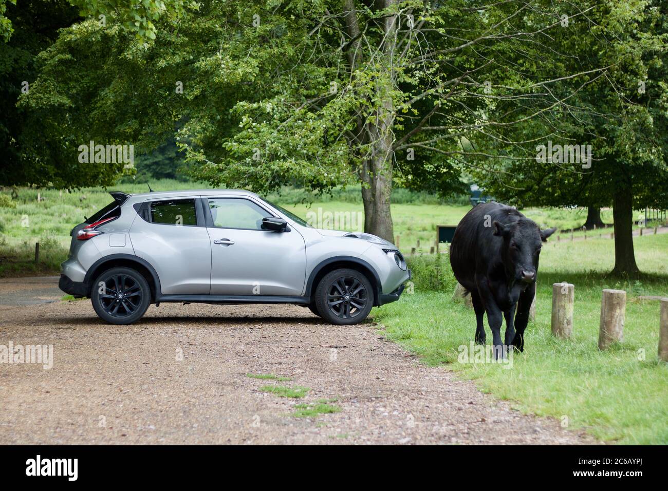 4 luglio 2020 - Inghilterra, Regno Unito: Mucca nera a piedi accanto a auto d'argento parcheggiata in paese Foto Stock