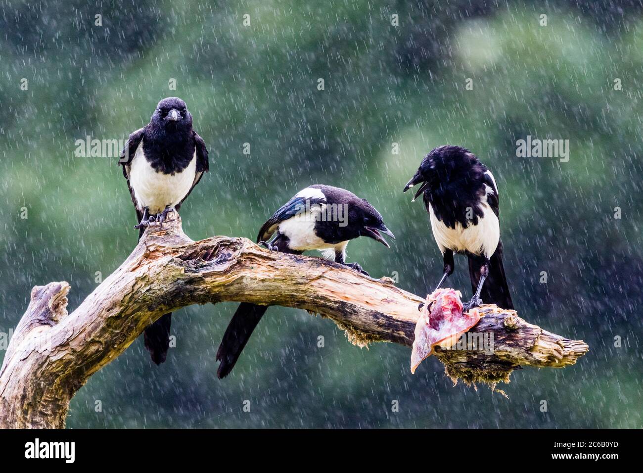 Una famiglia di magpie che invecchia nel mezzo del Galles durante una doccia estiva Foto Stock