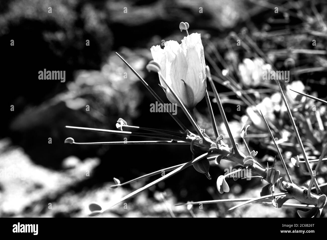 Il delicato fiore grande del Sarcocaulon Crassicaule, noto come la candela del Bushman, circondato dalle sue grandi spine, fotografate in bianco e nero Foto Stock
