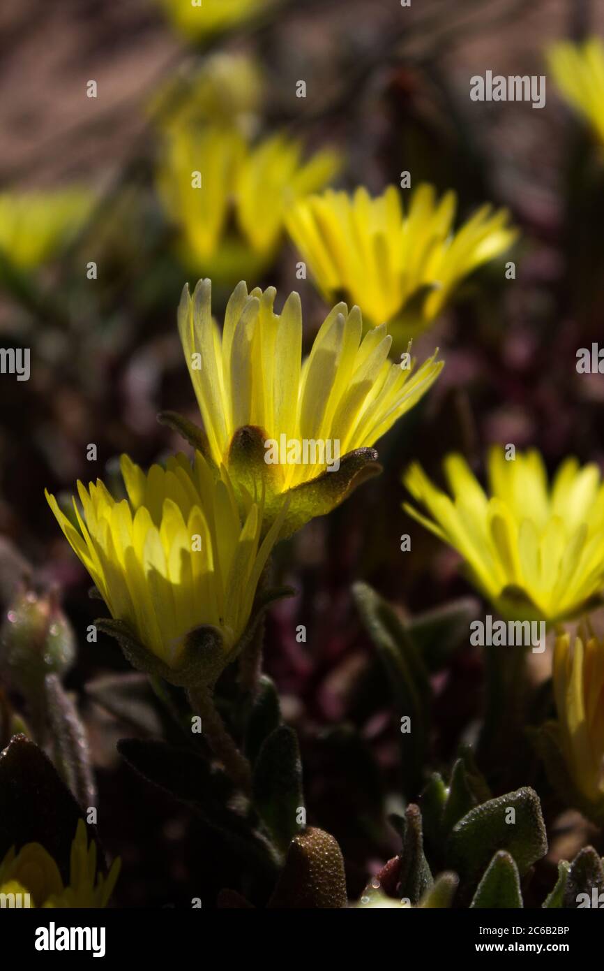 Fiori gialli retroilluminati della Buckbay-vygie, Cleretum bellidiforme, fotografati nel Parco Nazionale di Namaqua, Sud Africa Foto Stock