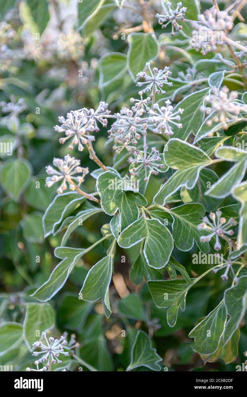 Strauch-Efeu Hedera, Efeu Helix Arborescens Foto Stock