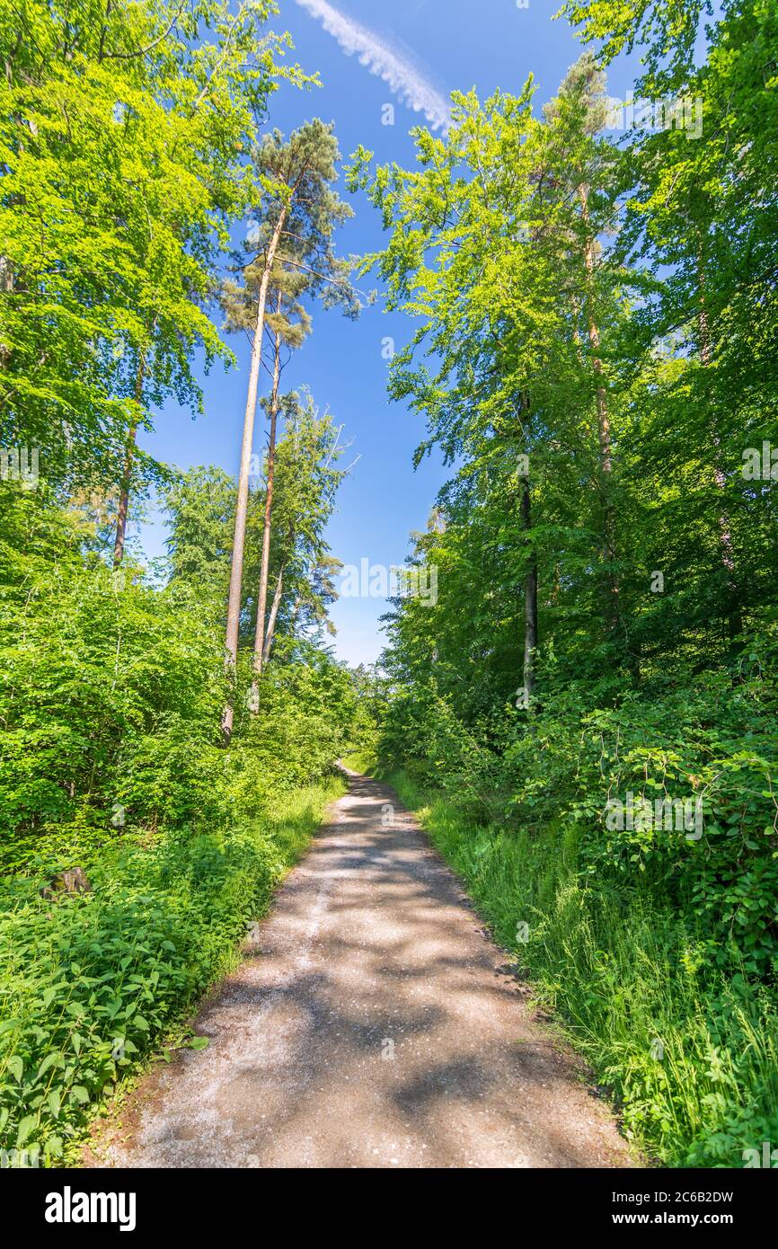 Sentiero tranquillo nella foresta in primavera Foto Stock