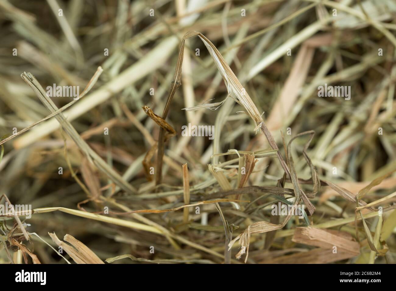 erba secca, paglia di fieno macro, chiocciole Foto Stock