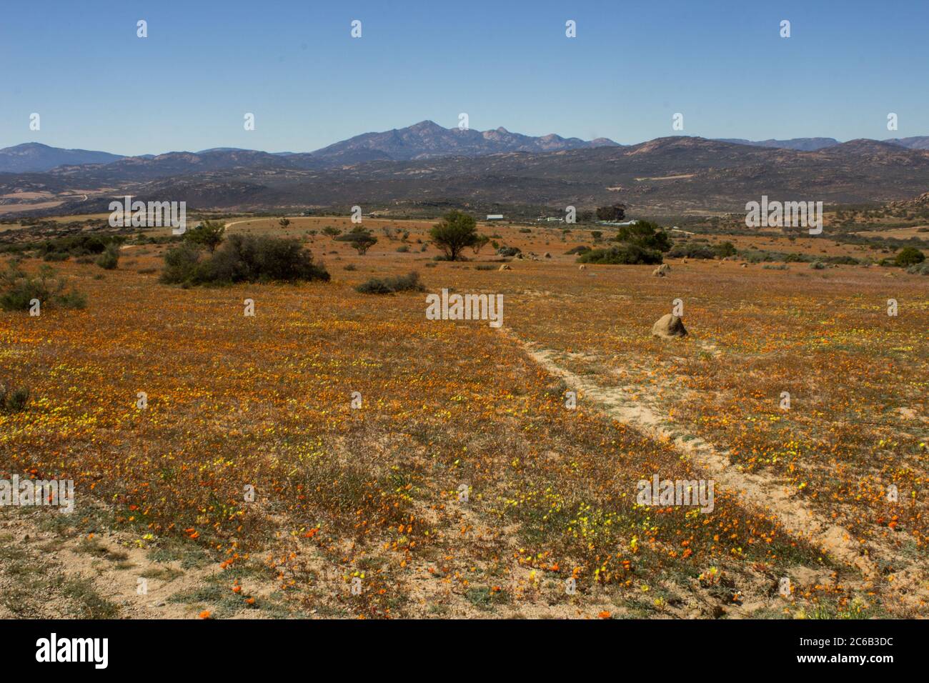 Un campo pieno di un tappeto di fiori selvatici in primavera nel Parco Nazionale di Namaqua del Sud Africa Foto Stock