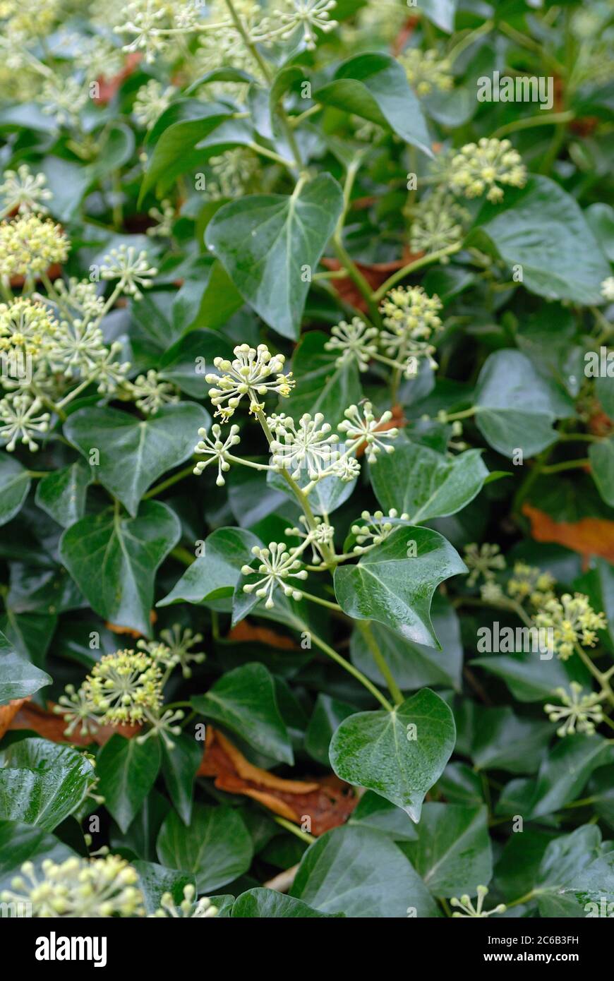 Hedera, Efeu Helix Arborescens Foto Stock