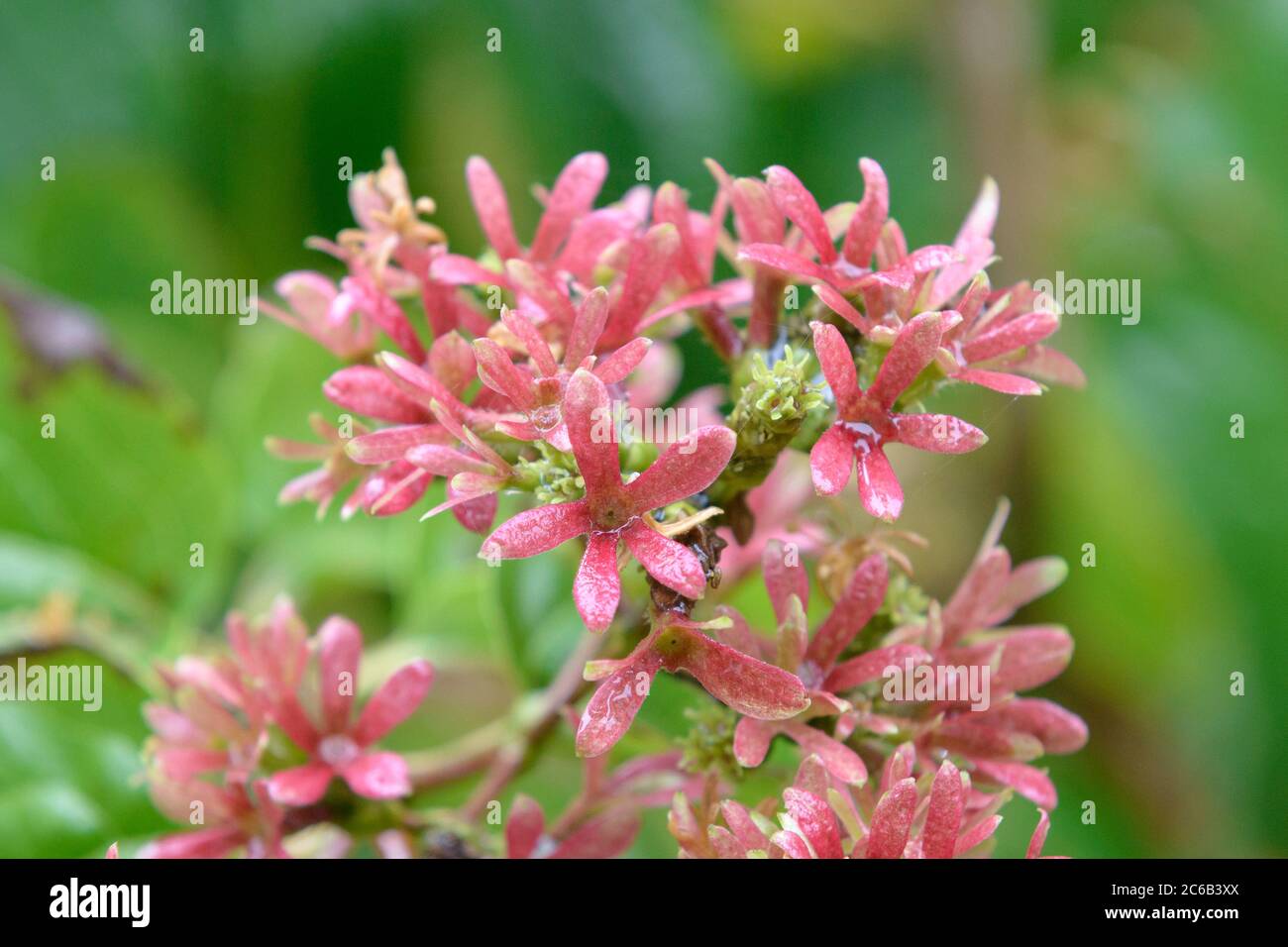 Sieben Soehne des Himmels Strauch Heptacodium miconioides Foto Stock