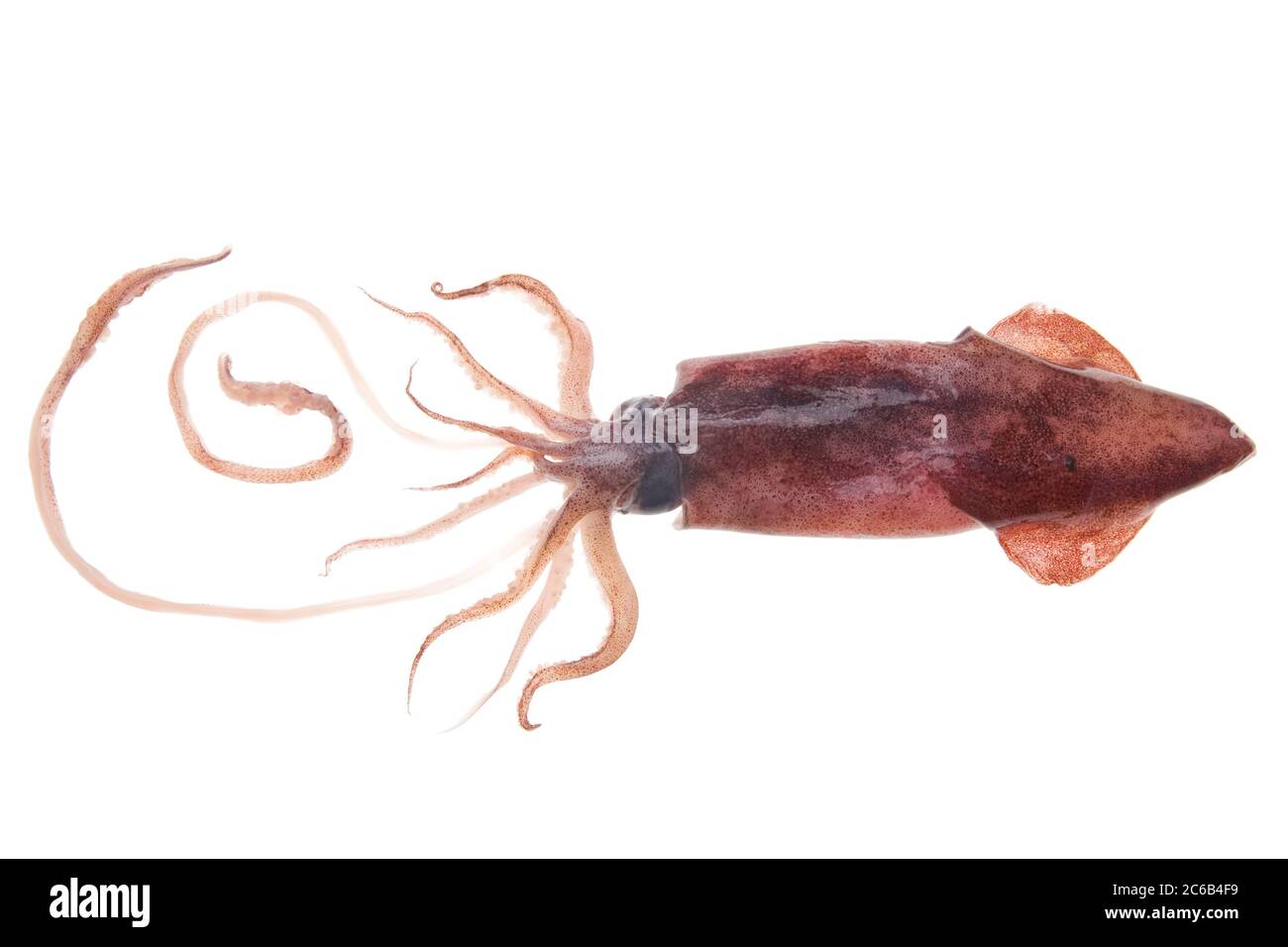 Pasto fresco di calamari. Pesce calamaro grezzo isolato su sfondo bianco. Scatto in studio. Foto Stock