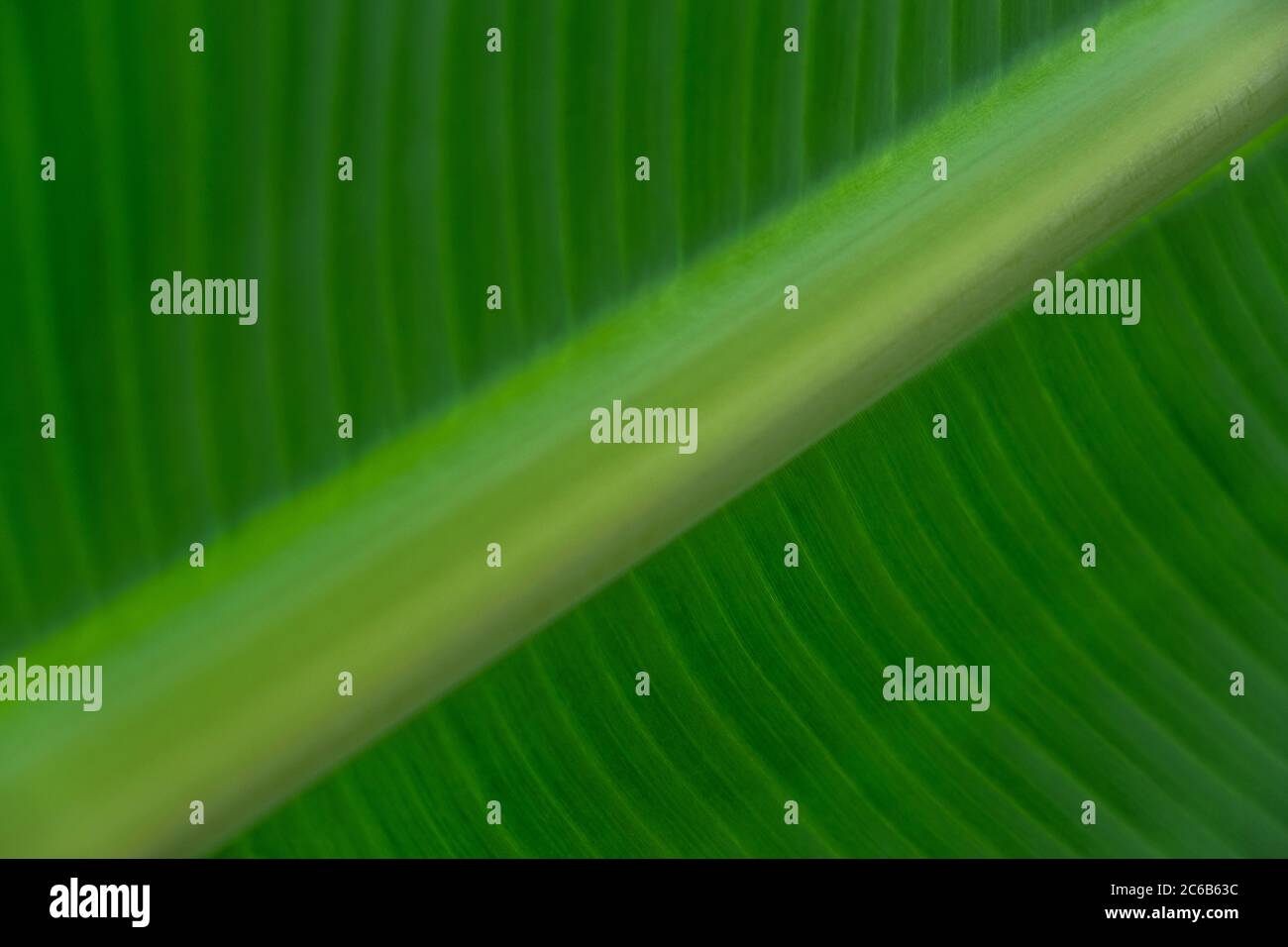 Modelli di foglie di banana Foto Stock