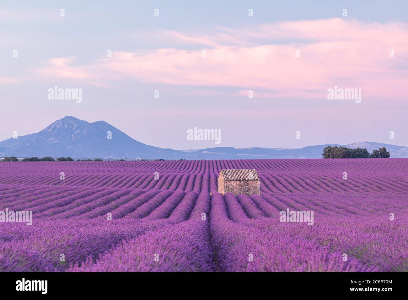 Un fienile nel mezzo di un campo di lavanda sul Altopiano di Valensole, Provenza, Francia Foto Stock