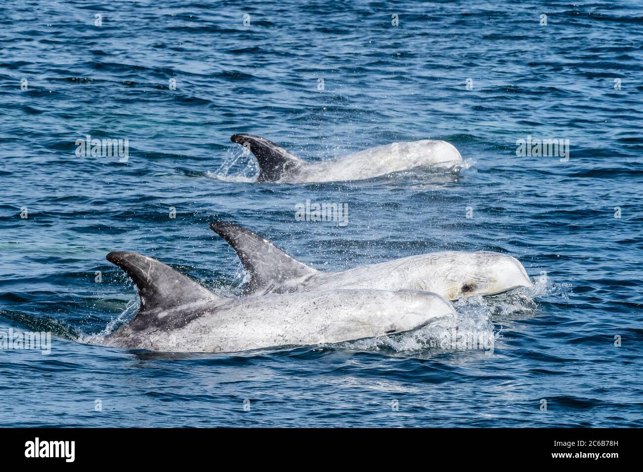 Delfini di Risso (Grampus griseus) adulti che si affacciano nel Monterey Bay National Marine Sanctuary, California, Stati Uniti d'America, Nord America Foto Stock