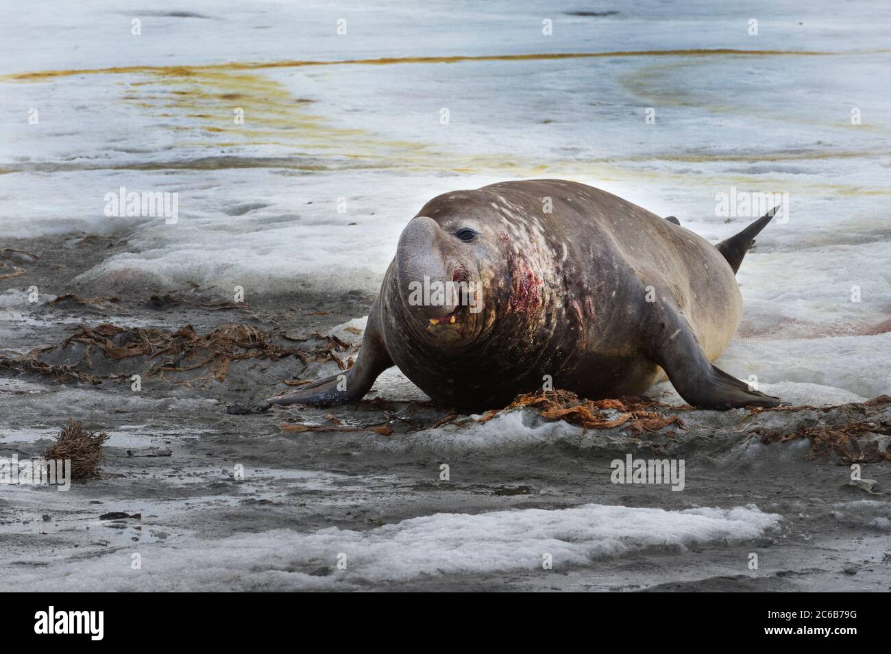 La foca maschile dell'Elefante Meridionale (Mirounga leonina), Fortuna Bay, Georgia del Sud, Georgia del Sud e Isole Sandwich, Antartide, regioni polari Foto Stock