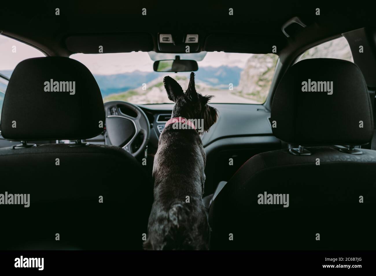 viaggio con il cane in auto Foto Stock