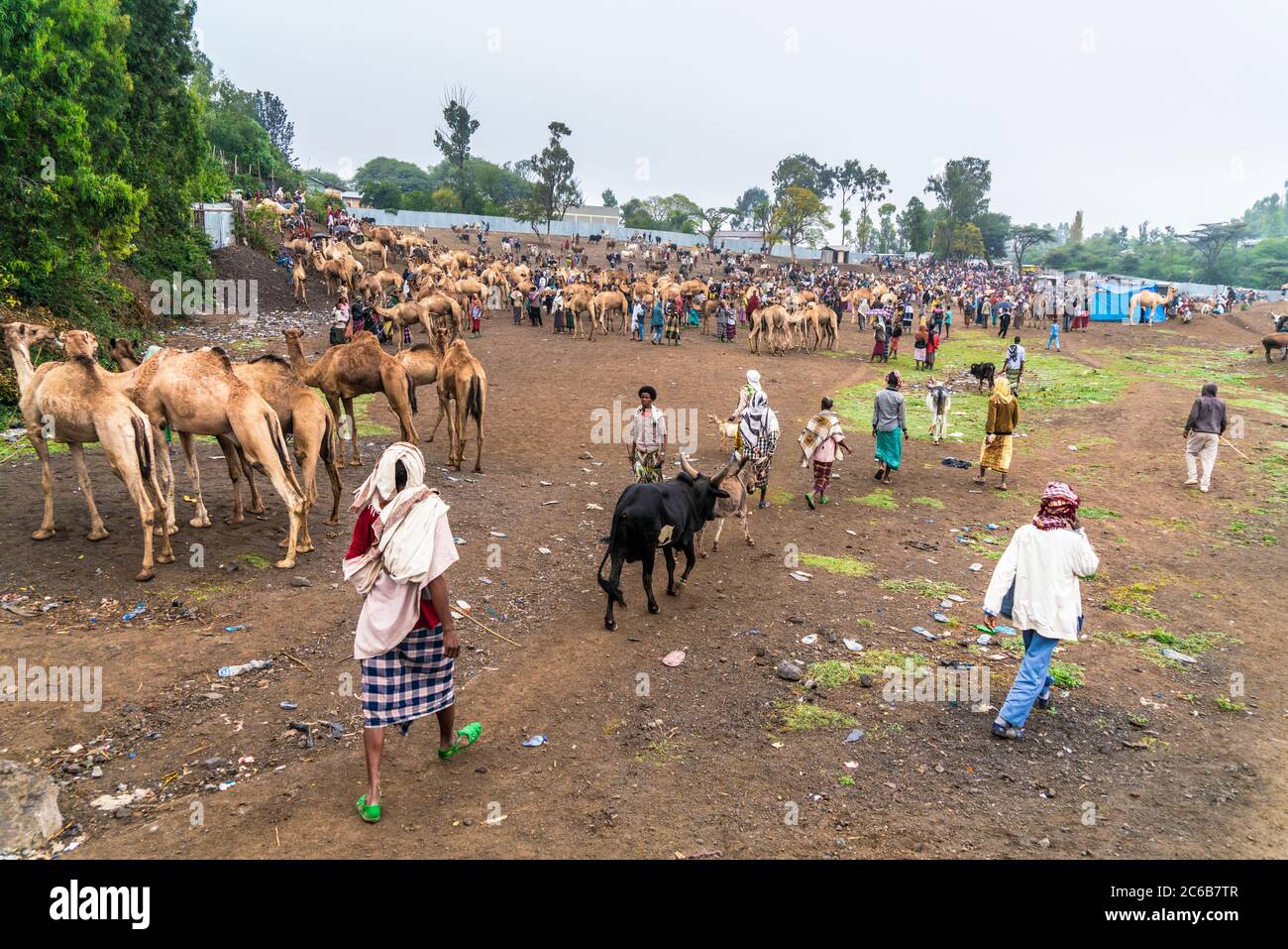 Bestiame in vendita al mercato di Bati, Amhara Regione, Oromia, Etiopia, Africa Foto Stock