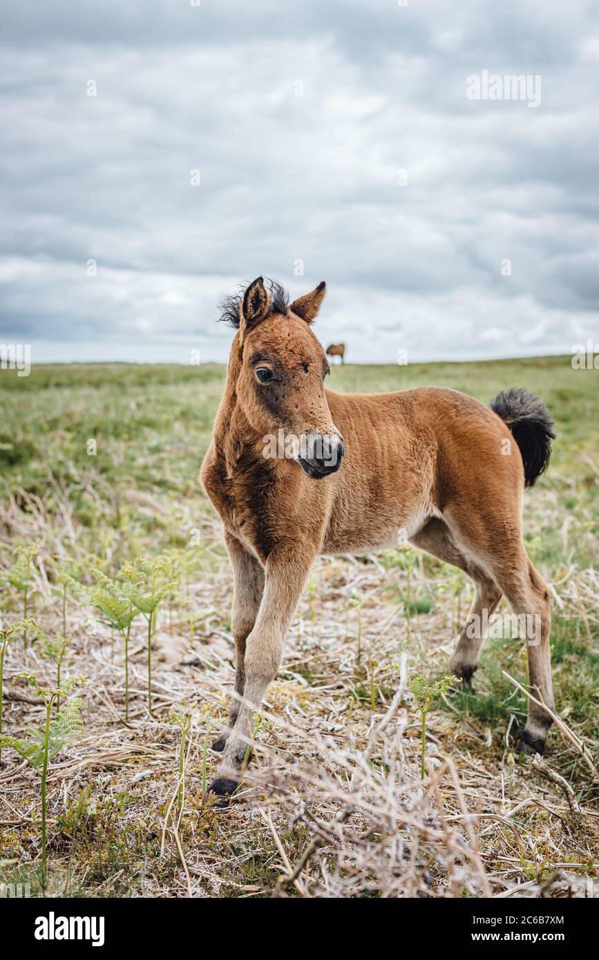 I pony di Dartmoor sono pony semi-ferali, di libero roaming, di razza nativa trovati su Dartmoor, Devon, Inghilterra, Regno Unito, Foto Stock