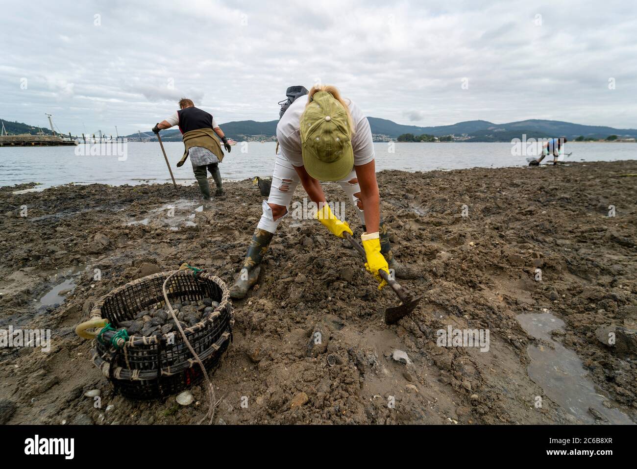 Donna che raccoglie molluschi durante la bassa marea su una spiaggia a Redondela, Pontevedra, Galizia, Spagna, Europa Foto Stock