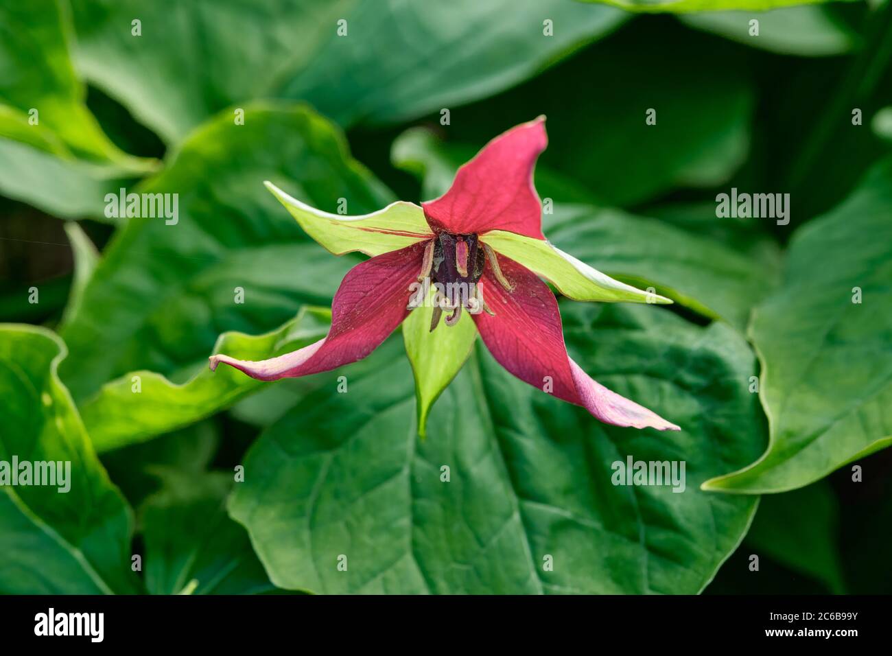 Birthroot - Trillium erectum Foto Stock