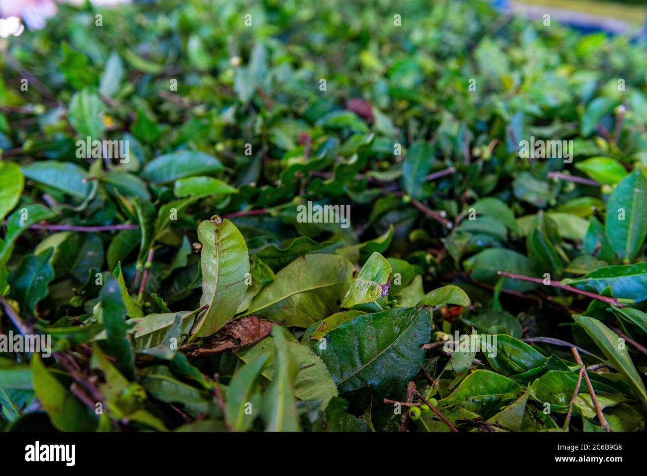 Lavorazione del tè nella Fattoria Antique Assam Tea, Sun Moon Lake National Scenic Area, contea di Nantou, Taiwan, Asia Foto Stock