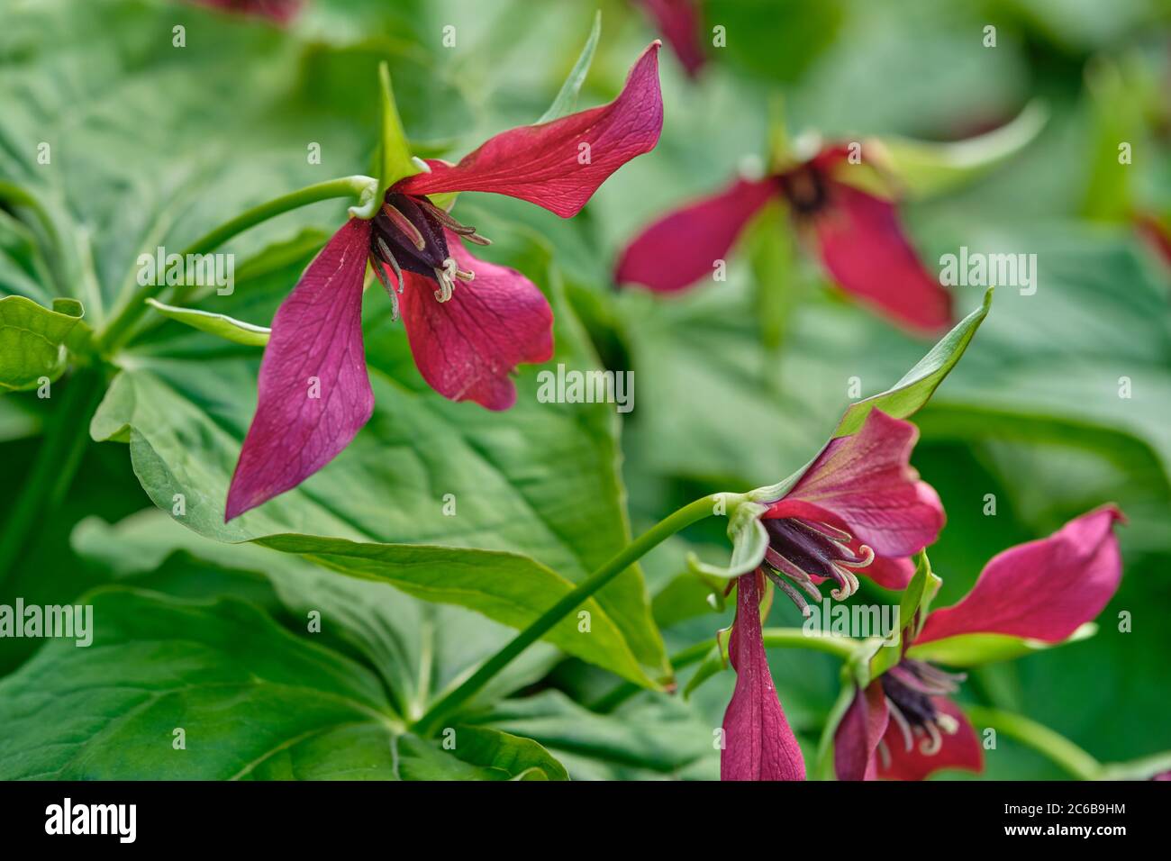 Birthroot - Trillium erectum Foto Stock